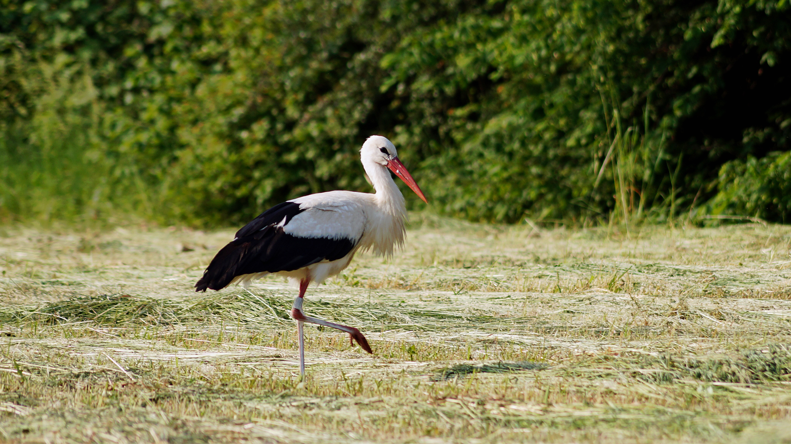 Storch auf frisch gemähter Wiese