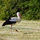 Storch auf frisch gemähter Wiese