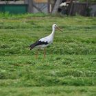 Storch auf Frosch suche