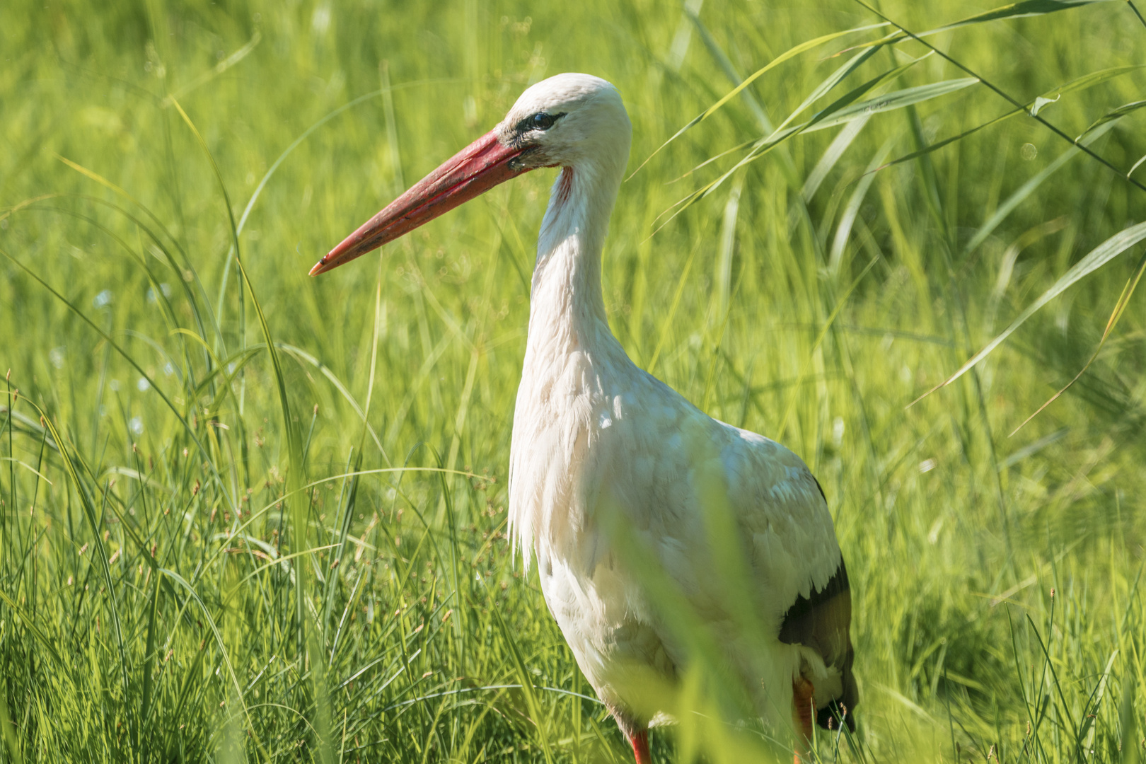 Storch auf Froschjagd