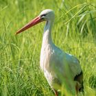 Storch auf Froschjagd