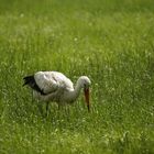 Storch auf Futtersuche