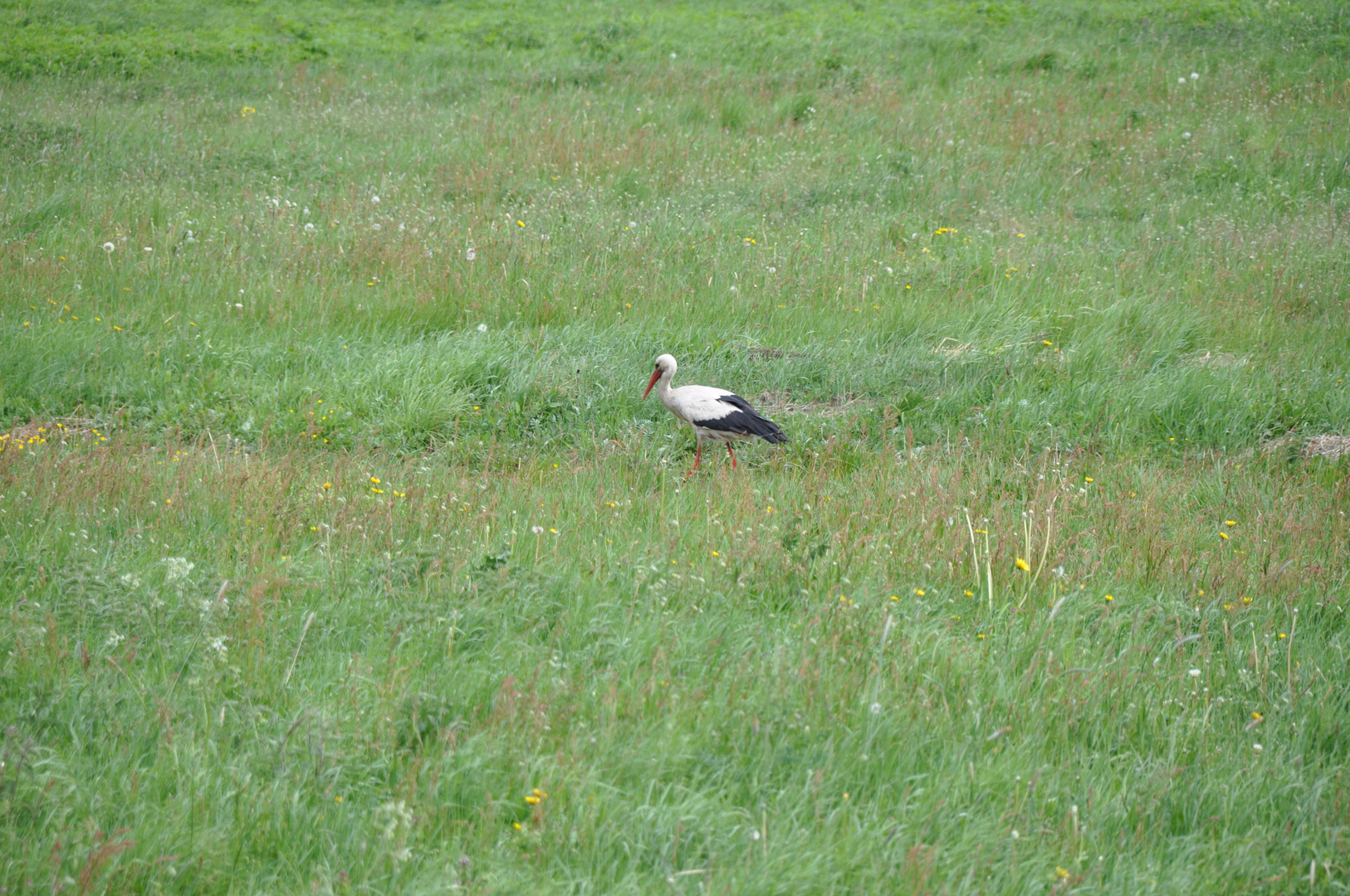 Storch auf Futtersuche 1