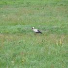 Storch auf Futtersuche 1