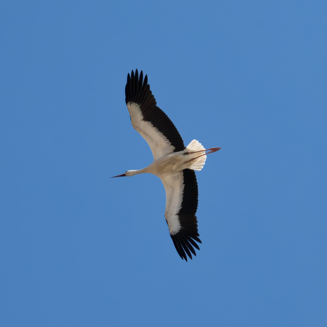 Storch auf Futtersuche