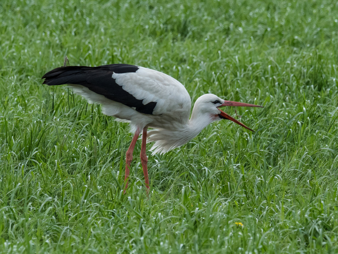 Storch auf Futtersuche