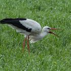 Storch auf Futtersuche