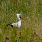 storch auf Futtersuche