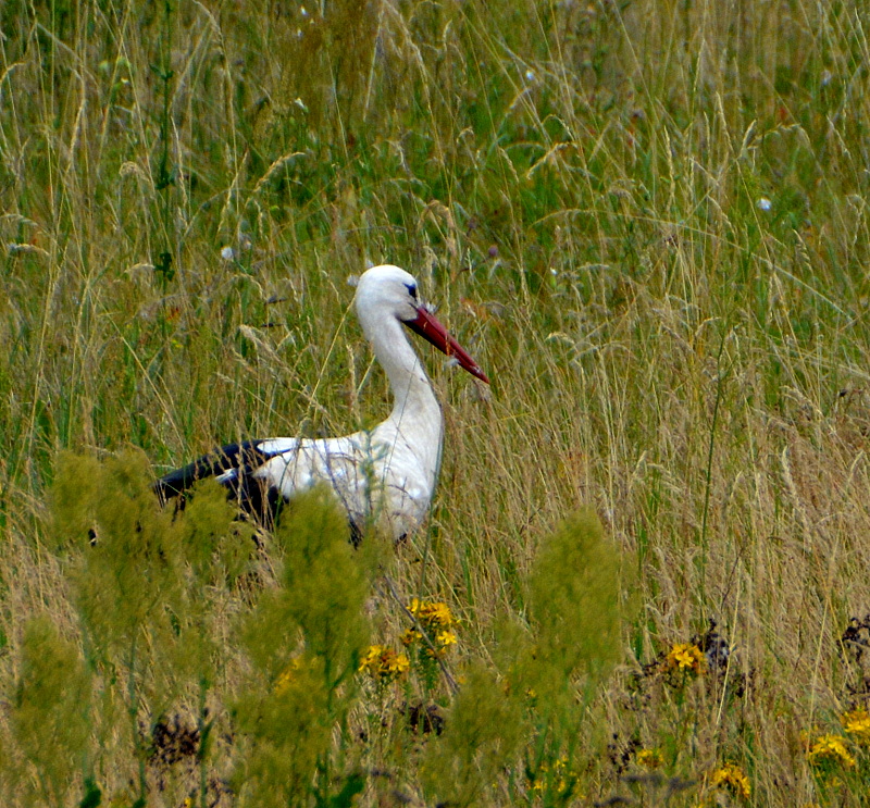 storch auf Futtersuche