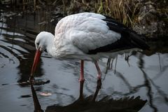 Storch auf Futtersuche