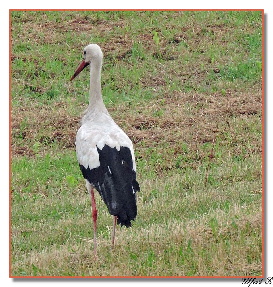 Storch auf Futtersuche.