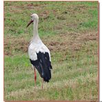 Storch auf Futtersuche.