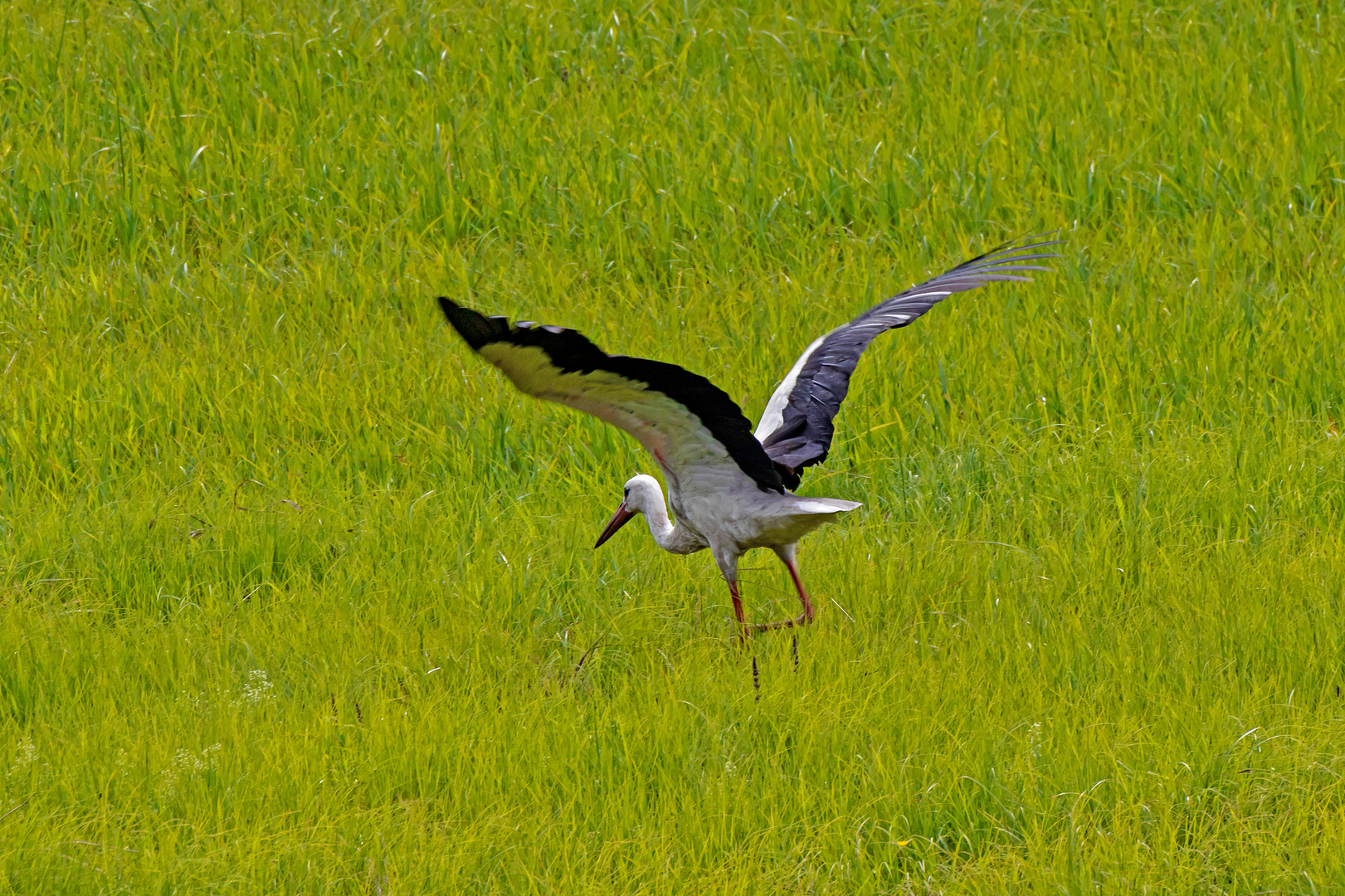 Storch auf Futtersuche