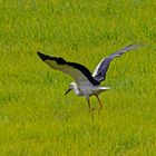 Storch auf Futtersuche