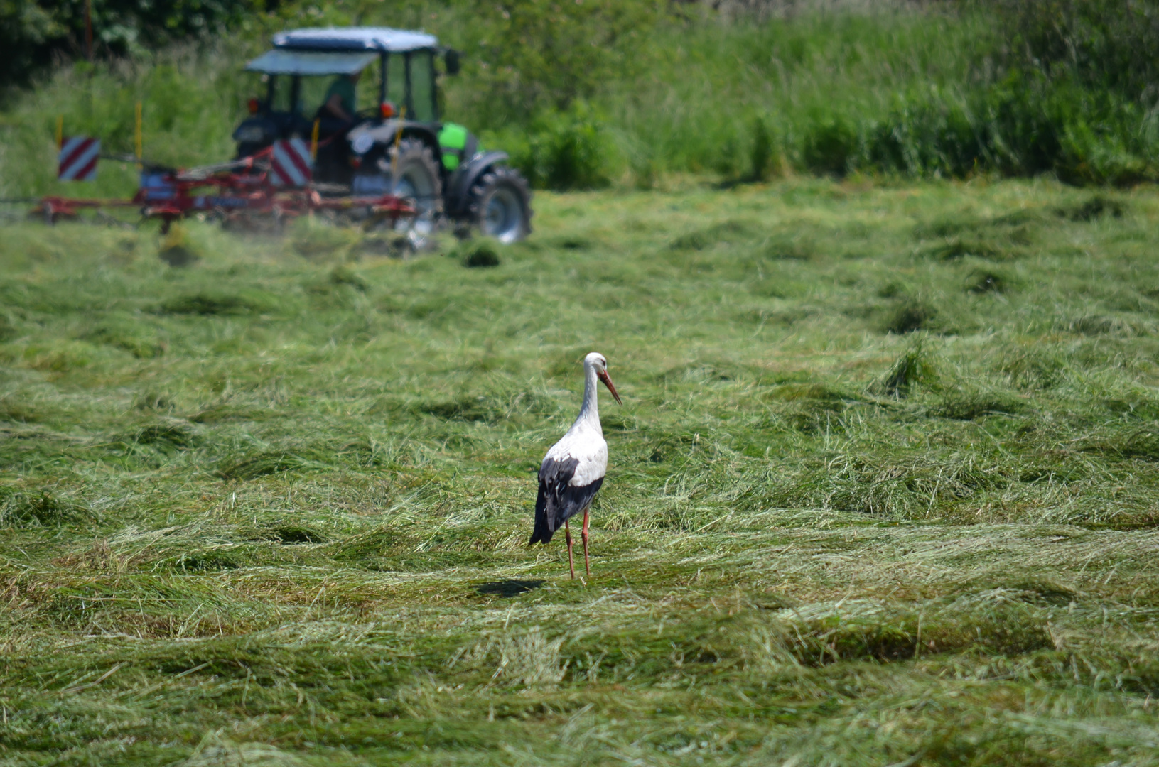 storch auf futtersuche