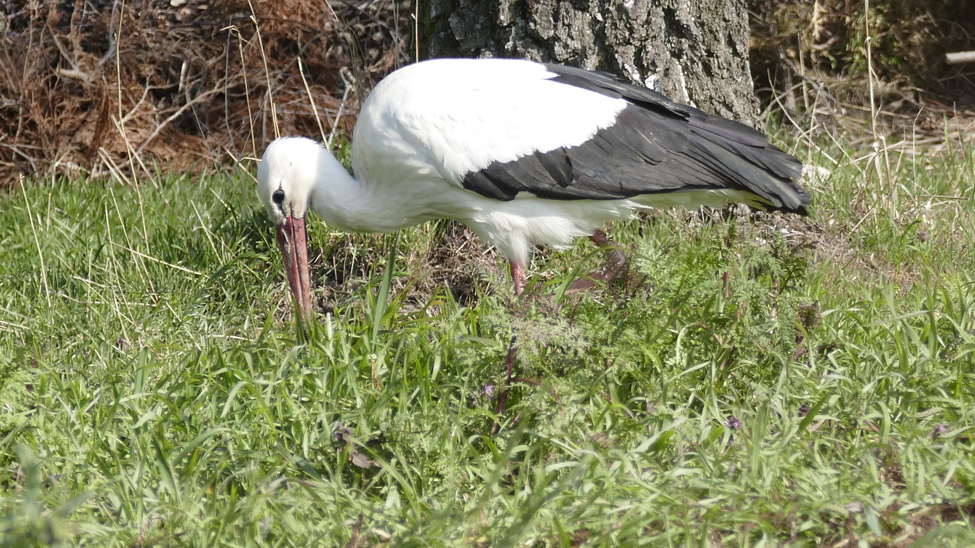 Storch auf Futtersuche - bitte nicht stören!