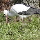 Storch auf Futtersuche - bitte nicht stören!