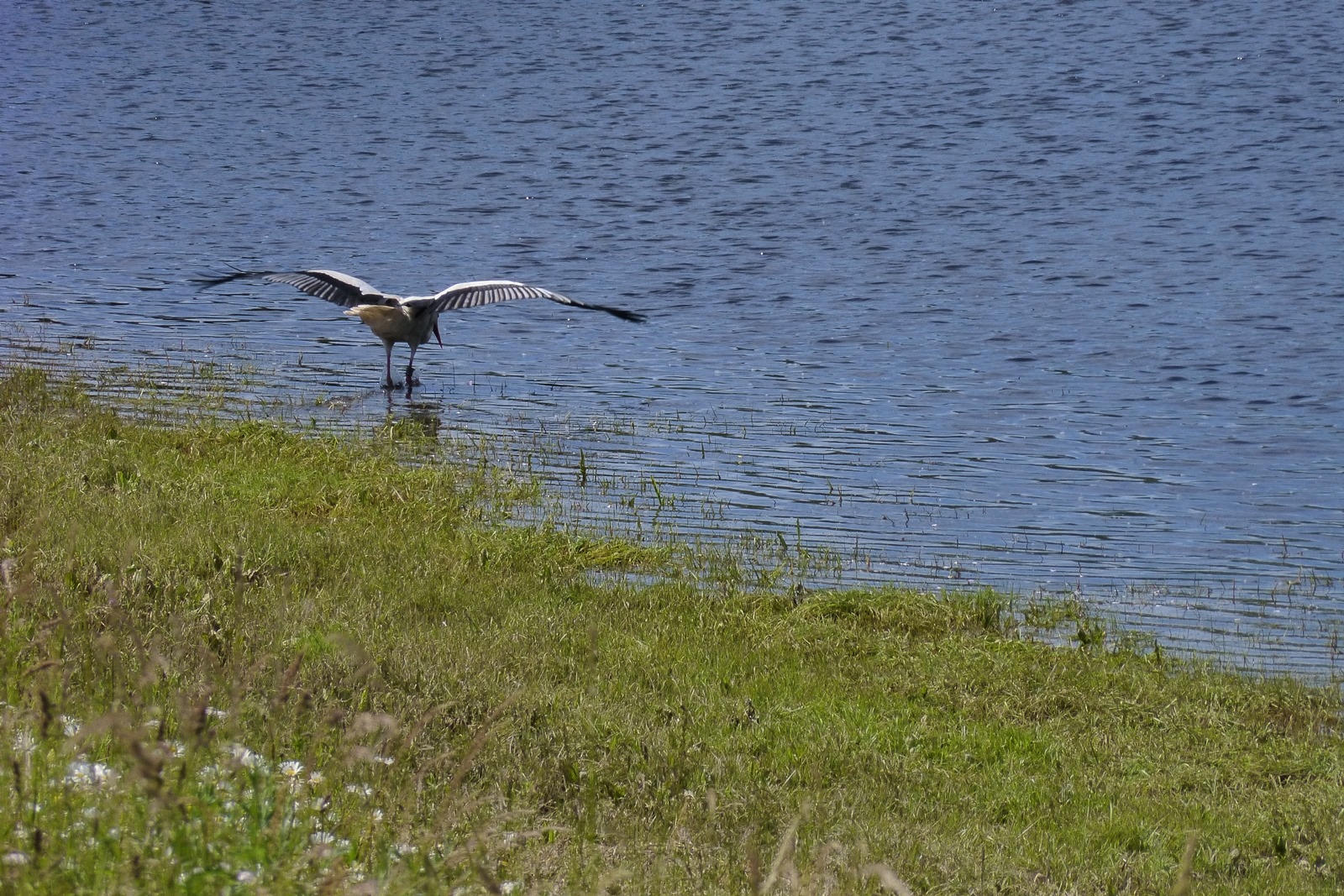 Storch auf Futtersuche