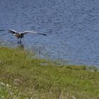 Storch auf Futtersuche