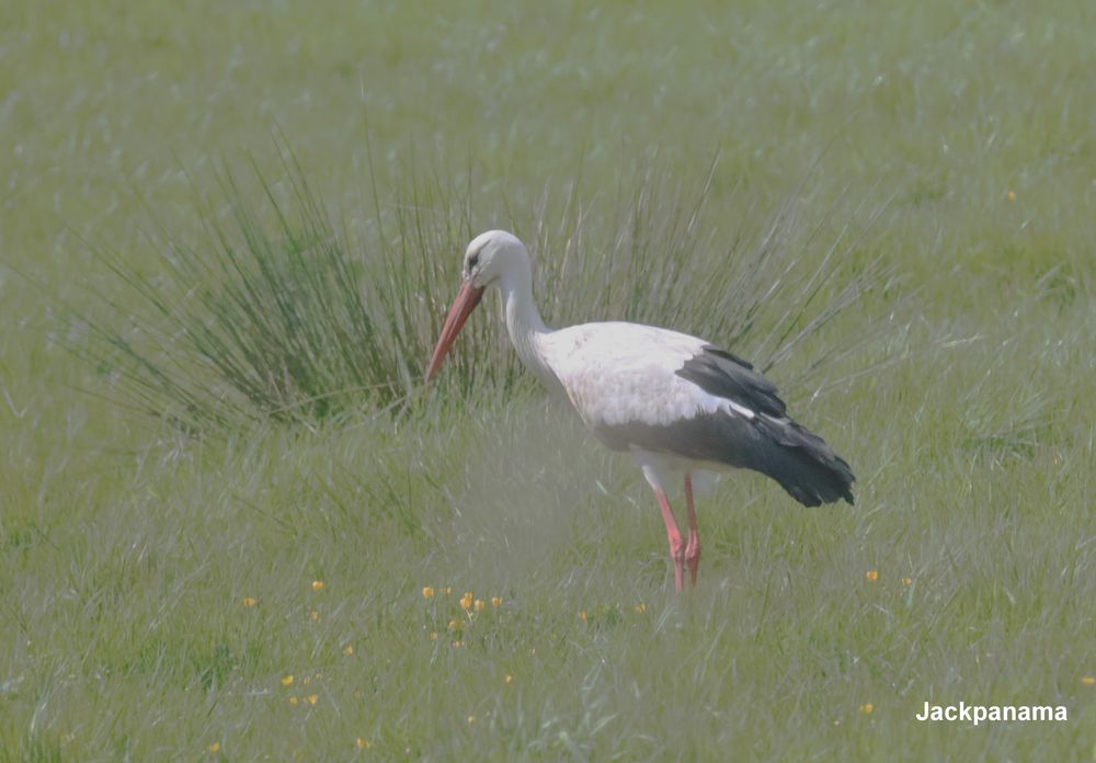 Storch auf Futtersuche