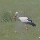 Storch auf Futtersuche