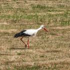 Storch auf Futtersuche