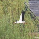 Storch auf Futtersuche