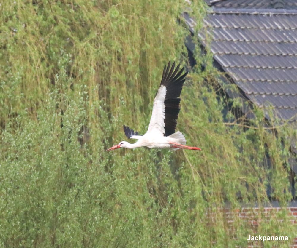 Storch auf Futtersuche