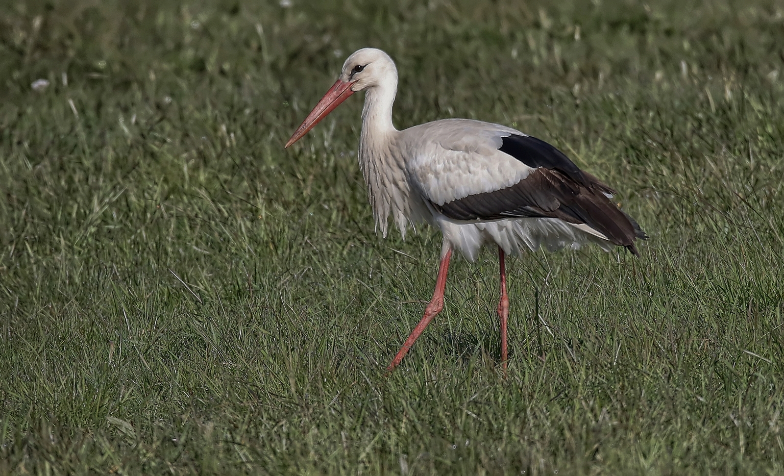 Storch auf Futtersuche