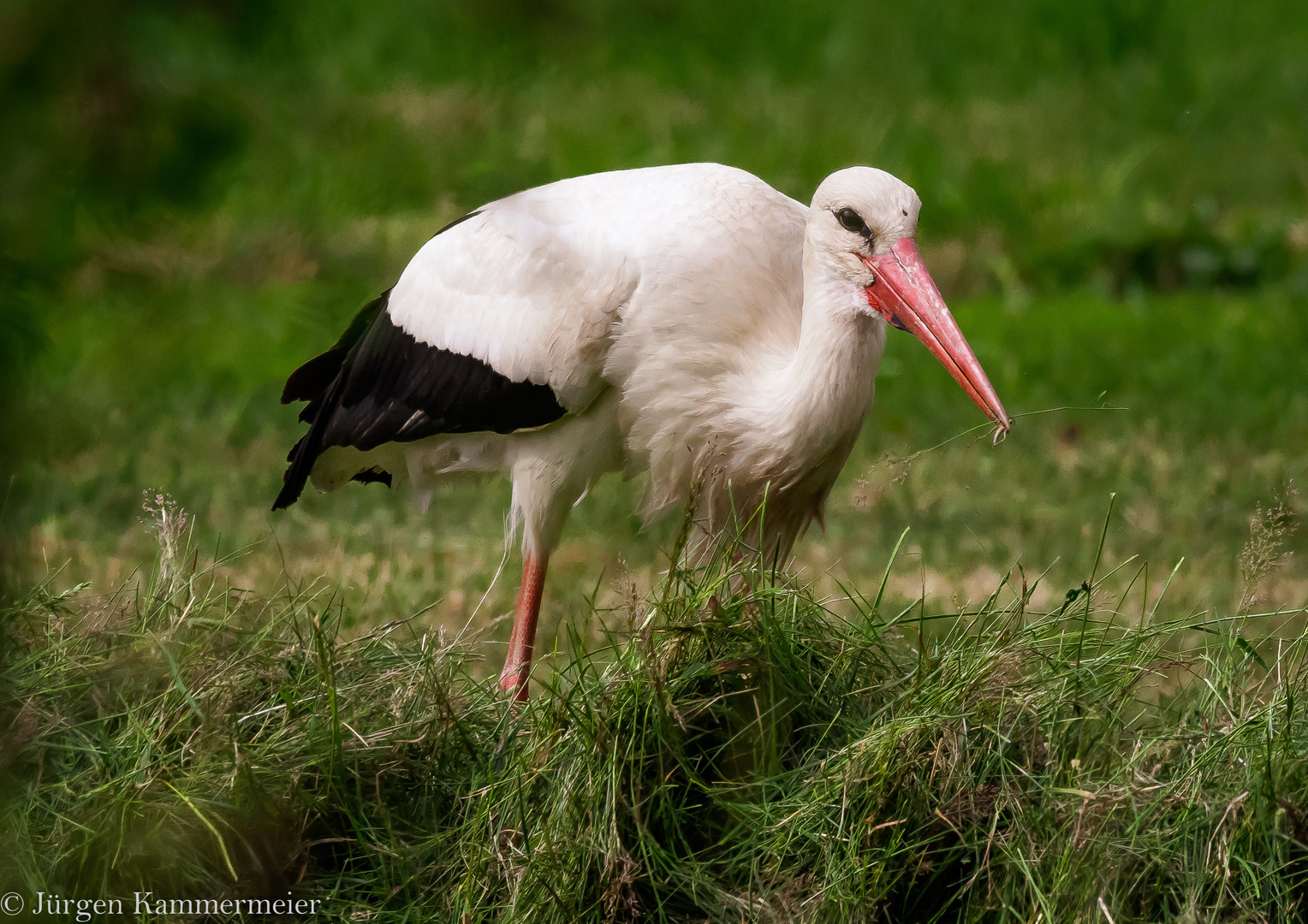 Storch auf Futtersuche für den Nachwuchs