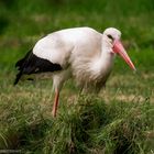 Storch auf Futtersuche für den Nachwuchs