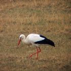 Storch auf Futtersuche im Leinepolder /Salzderhelden.