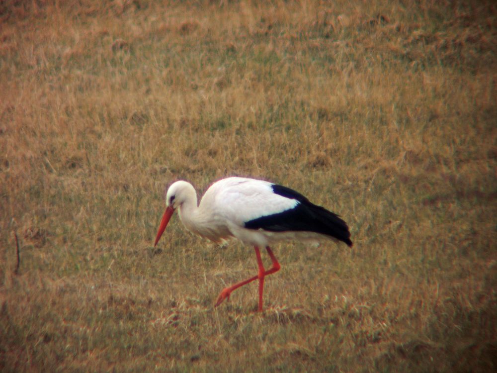 Storch auf Futtersuche im Leinepolder /Salzderhelden.