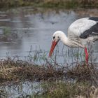 Storch auf Futtersuche in den Rheinauen