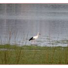 Storch auf Futtersuche während die Störchin brütet.