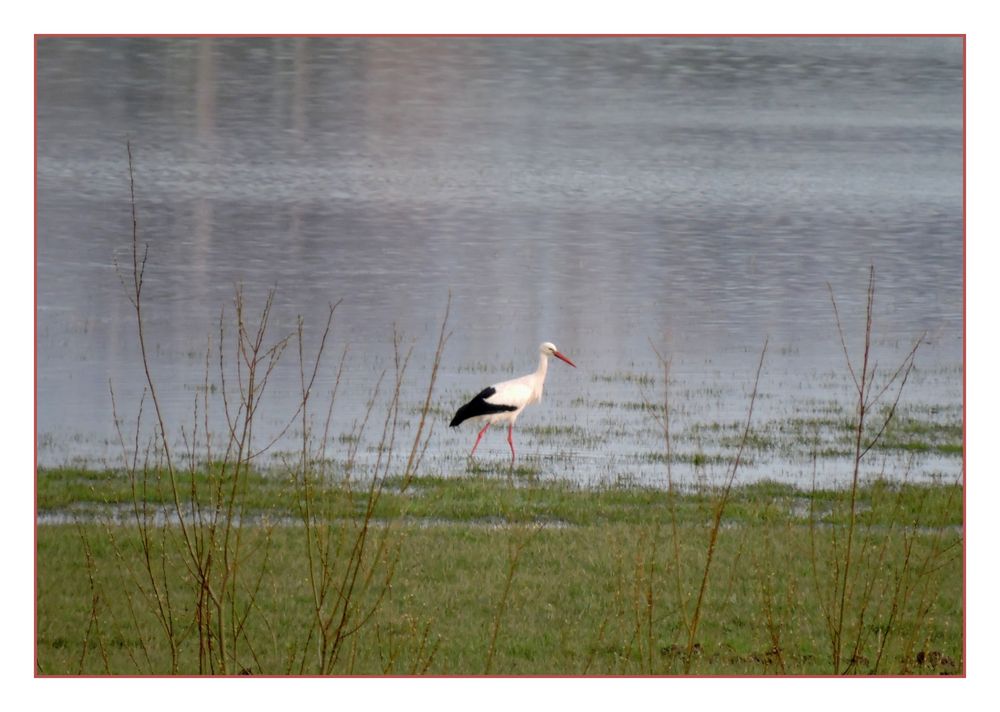 Storch auf Futtersuche während die Störchin brütet.