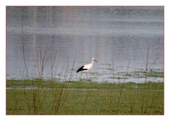 Storch auf Futtersuche während die Störchin brütet.