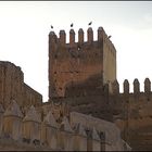 Storch auf Mauer/Meknes