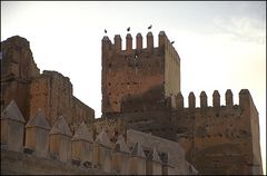 Storch auf Mauer/Meknes