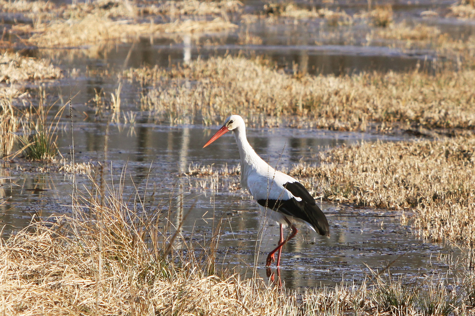 Storch auf Nahrungssuche