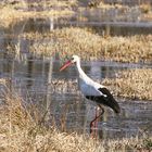 Storch auf Nahrungssuche