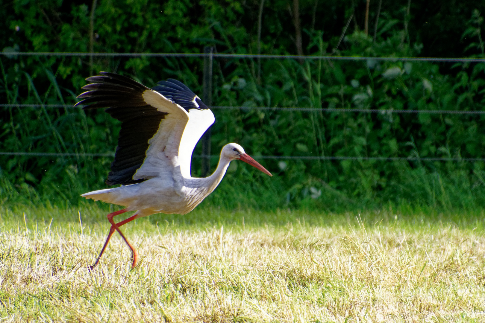 Storch auf Nahrungssuche