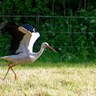 Storch auf Nahrungssuche