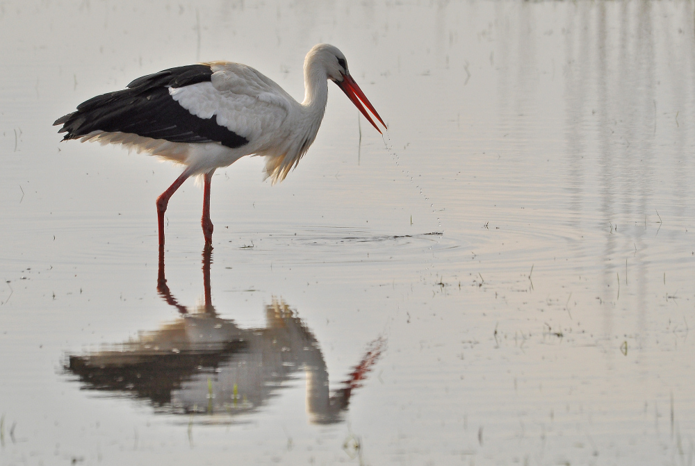 Storch auf Nahrungssuche