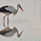 Storch auf Nahrungssuche