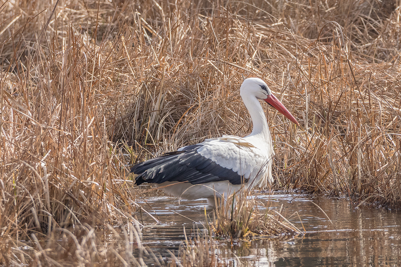 Storch auf Nahrungssuche