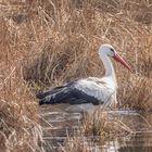 Storch auf Nahrungssuche