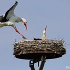 Storch auf Nest