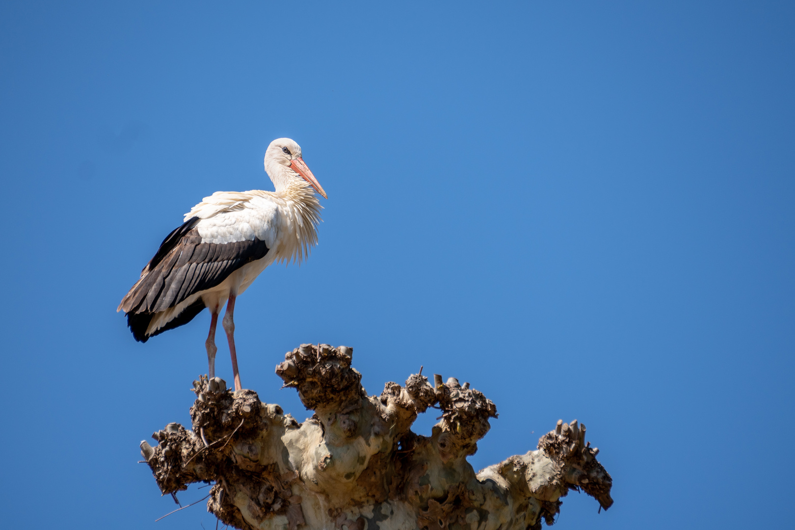 Storch auf Platane