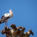 Storch auf Platane